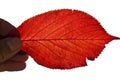 Autumn sakura leaf Royalty Free Stock Photo