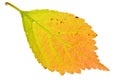 Autumn sakura leaf Royalty Free Stock Photo