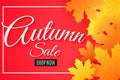 Autumn sale. Advertising seasonal banner. Greeting card. Calligraphy and lettering. Orange maple leaves. Pink background. Vector i Royalty Free Stock Photo