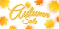 Autumn sale. Advertising seasonal banner. Invitation greeting card. Calligraphy and lettering. Orange maple leaves. White backgrou Royalty Free Stock Photo