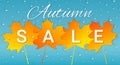 Autumn sale banner with colorful leaves and raindrops on blue ba Royalty Free Stock Photo