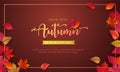 Autumn sale banner layout template decorate with maple and realistic leaves in warm color tone