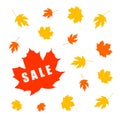 Autumn sale banner with maple leaf