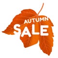 Autumn sale. Big bright leaf illustration
