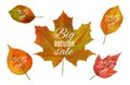 Autumn sale. Fall leaves banners. Realistic vector autumn leaf with sale prices. Yellow and red foliage isolated on Royalty Free Stock Photo