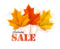 Autumn sales banner with colorful leaves.