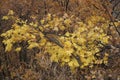 Autumn in Dersim`s Pulumur Valley, Tunceli, Turkey Royalty Free Stock Photo