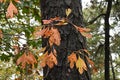 Autumn Sassafras Leaves