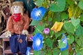 Autumn scarecrow with morning glory