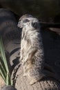 Meerkat`s standing on wooden log Royalty Free Stock Photo