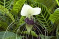 White flower of a tacca integrifolia or white batflower