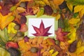 Autumn scene background with colorful leaves Royalty Free Stock Photo