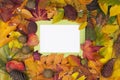 Autumn scene background with colorful leaves and white copy space Royalty Free Stock Photo