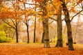 Autumn scene in Berlin with fallen leaves on the ground and trees losing their yellow and red leaves in the public park Tiergarten