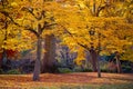 Autumn scene in Bushy Park in London