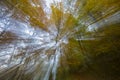 Autumn scene in Camprodon, Ripolles, Pyrenees, Spain