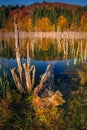 Autumn scene with a colorful forest reflecting in a lake and multiple wizdened trees coming out from the water Royalty Free Stock Photo