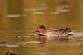 Colorful Male Green-winged Teal duck on water Royalty Free Stock Photo