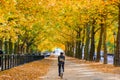 Autumn scene, a cyclist riding through the constitution hill road lined with trees in Green Park, London