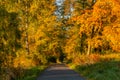 Autumn scene. Fall background. Colorful leaves in park everywhere. Trees and path covered by yellow foliage. Royalty Free Stock Photo