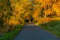 Autumn scene. Fall background. Colorful leaves in park everywhere. Trees and path covered by yellow foliage. Royalty Free Stock Photo