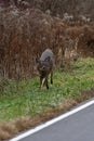 Frightened White Tailed Deer Running Along The Shoulder Of A Road