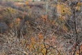 Autumn scene. Graceful branches on the background of blurred trees with bright leaves in the forest