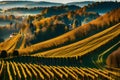 Autumn scene of grape hills in popular travel destination