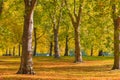 Autumn scene in Green Park, London Royalty Free Stock Photo