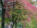 Autumn scene with green and pink leaves Royalty Free Stock Photo