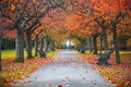 Autumn scene with tree lined avenue in Greenwich park, London, England Royalty Free Stock Photo