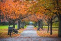 Autumn scene with tree lined avenue in Greenwich park, London, England Royalty Free Stock Photo