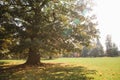 Autumn scene. A huge oak in the foreground on a forest glade on a sunny day. Royalty Free Stock Photo