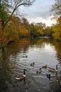 Autumn scene with lake, trees and birds in Kelsey Park, Beckenham, Kent, UK