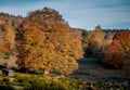 Autumn scene ,landscape, Lozere , France Royalty Free Stock Photo