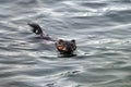 Muskrat swimming along a river Royalty Free Stock Photo