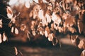 autumn scene with orange leaves and blurred brown branches Royalty Free Stock Photo