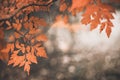 Autumn scene with orange leaves and blurred brown branches