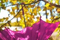 Autumn scene. Pink umbrella on autumn tree in the forest, soft light and shadow Royalty Free Stock Photo