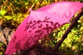 Autumn scene. Pink umbrella on autumn tree in the forest, soft light and shadow Royalty Free Stock Photo