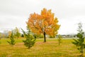An autumn scene in a public park Beautiful gold fall Panoramic Beautiful Nature Autumn landscape. Royalty Free Stock Photo