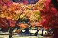 Autumn scene with red fall maple.