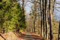 Autumn scene with road in forest. Late fall Royalty Free Stock Photo