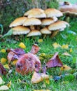 An Autumn scene with rotten apple, fallen leaves and fungi.