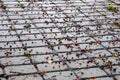 Autumn scene, rowan berries have fallen on the paved area