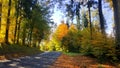 Autumn scene with road in forest