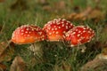 Autumn scene: three toadstools close together