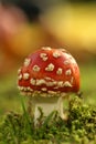 Autumn scene: toadstool