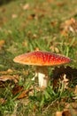 Autumn scene: toadstool