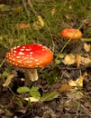 Autumn Scene: Toadstool Under Tree With Leafs